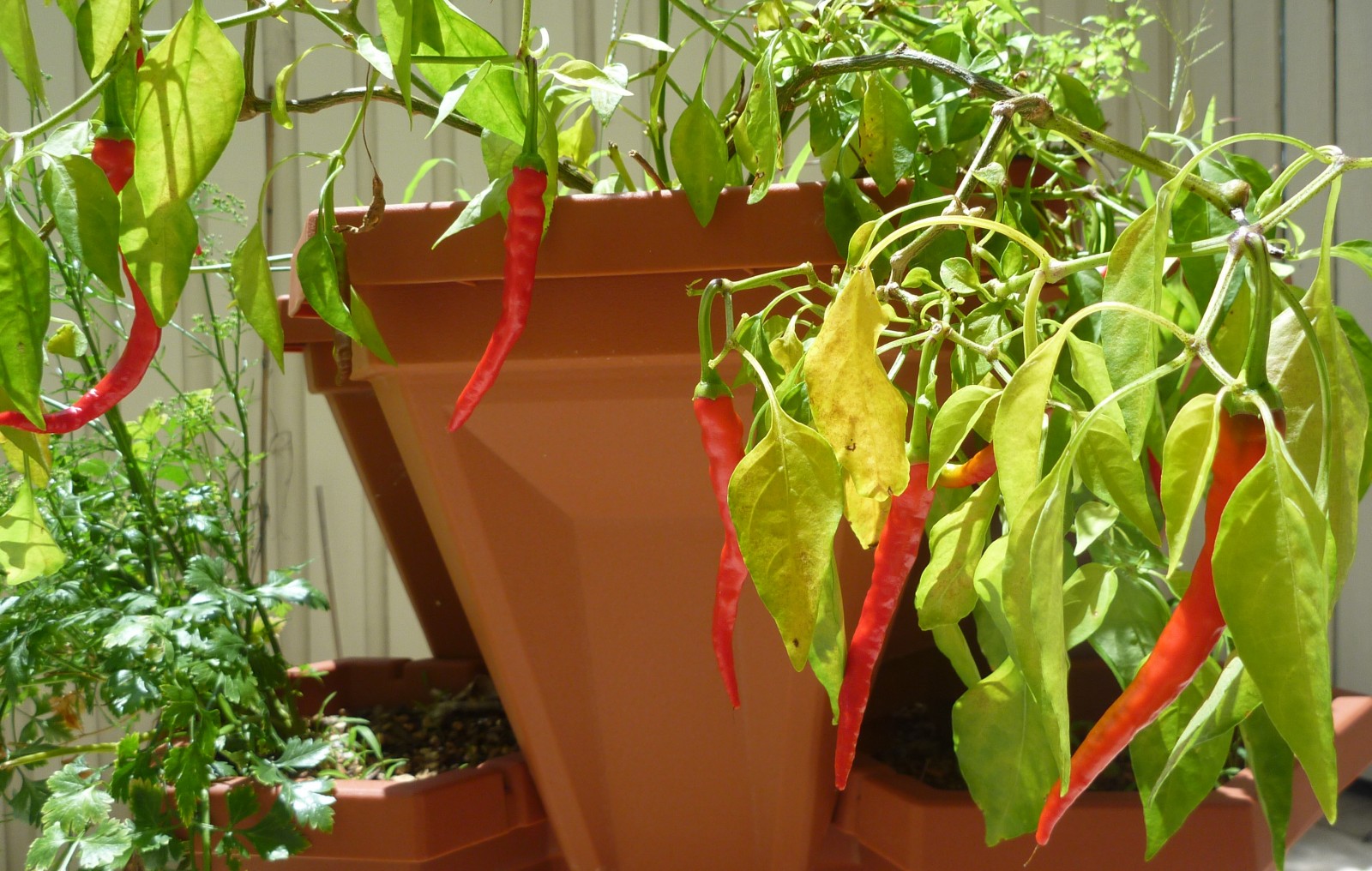 Big chili