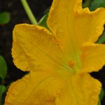 Zucchini flower