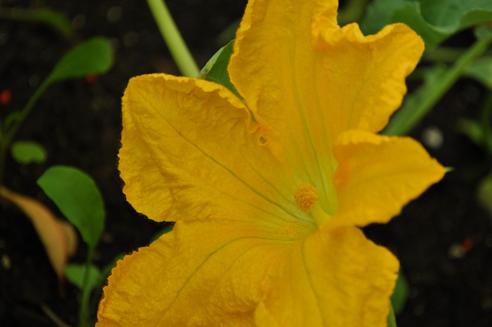 Zucchini flower