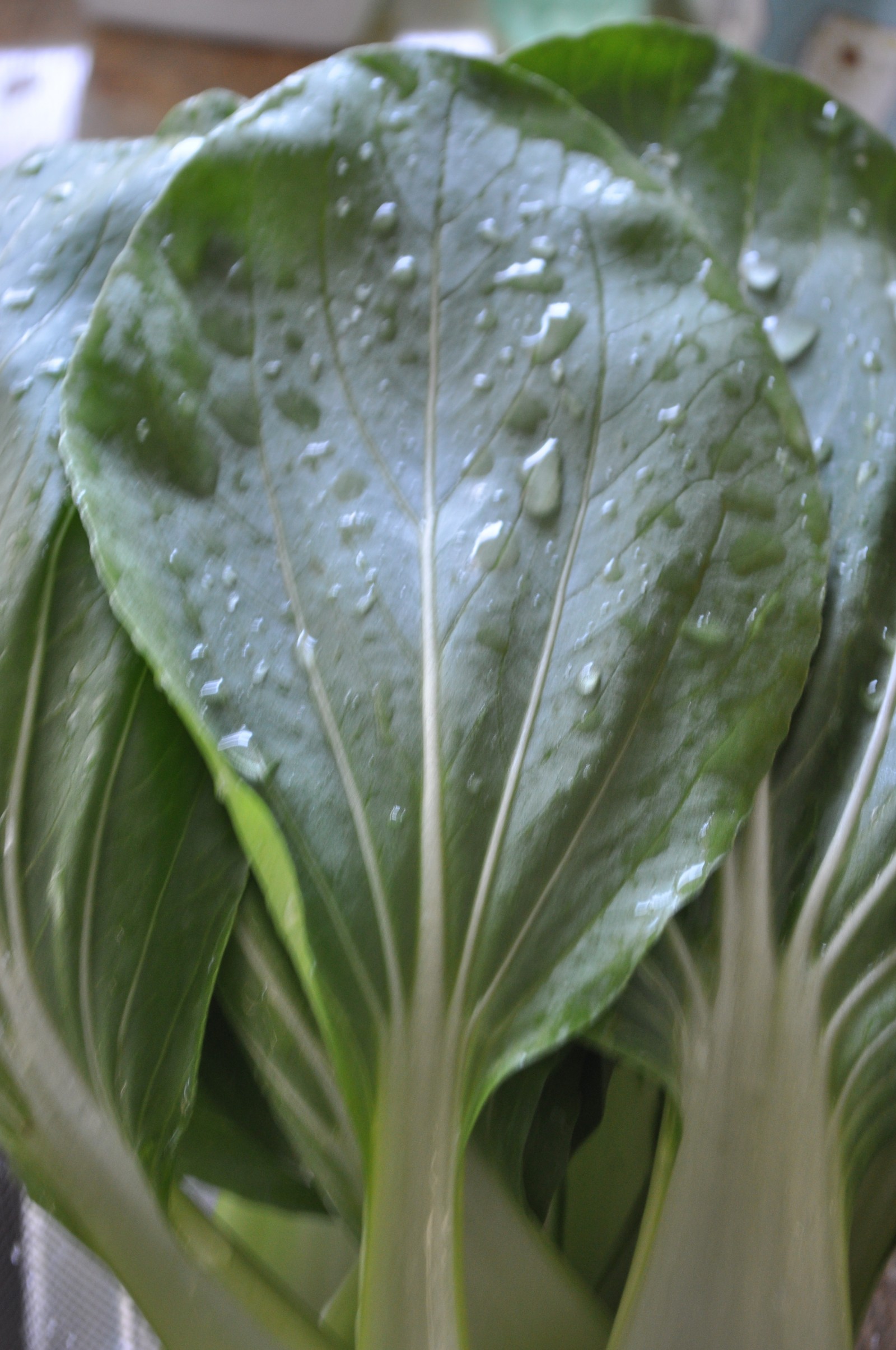 Bok choy from the garden