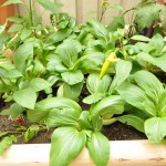 Bok choy