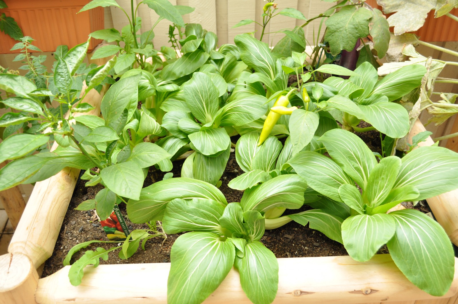 Bok choy