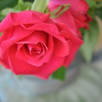 Pink rose