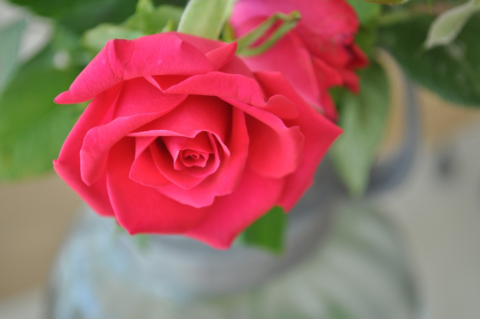 Pink rose
