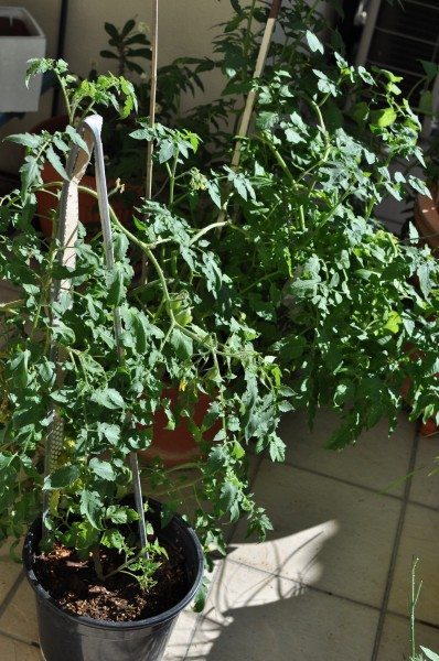 Tomato plants