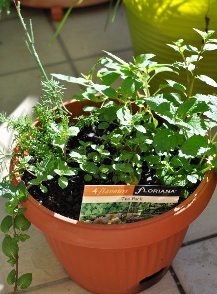 A pot of tea leaves