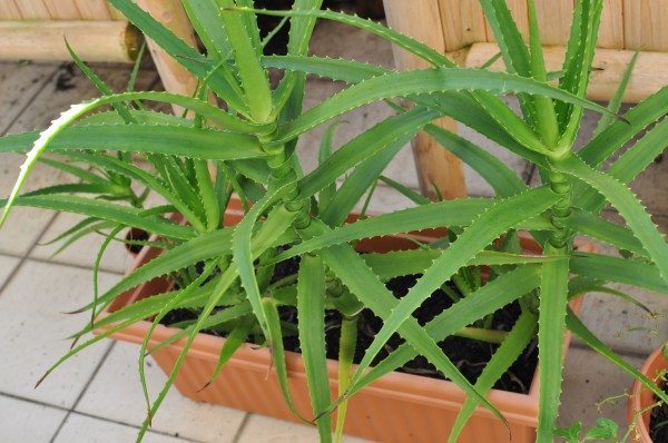 Aloe Vera