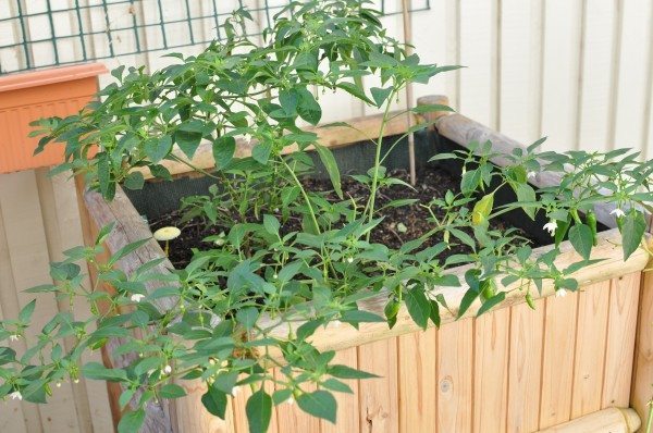 Chili plants