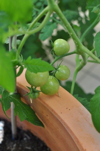More tiny tomatoes