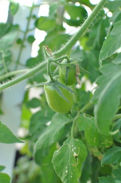 Tiny tomatoes