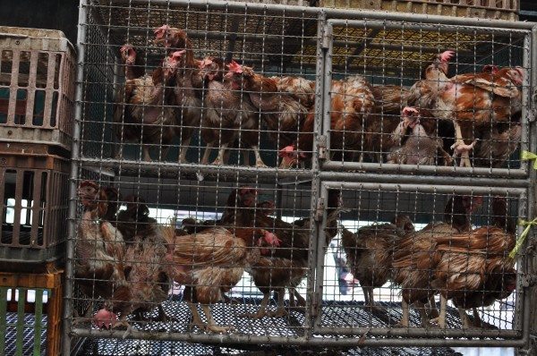 Poor chickens