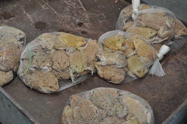 Yes they are bags of toads