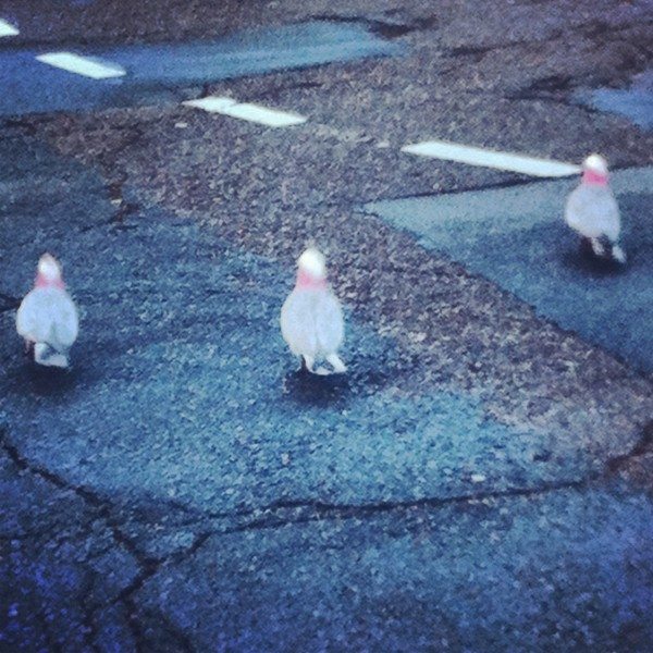 Out for a morning stroll