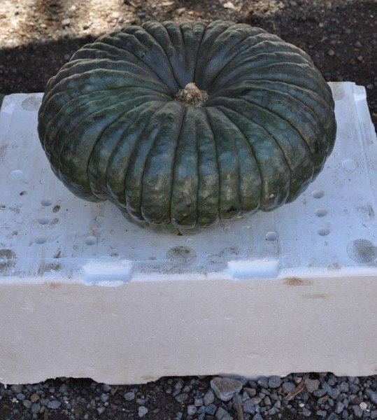 Giant pumpkin