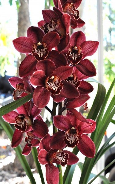 Brilliant orchid