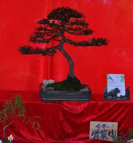 The famous bonsai