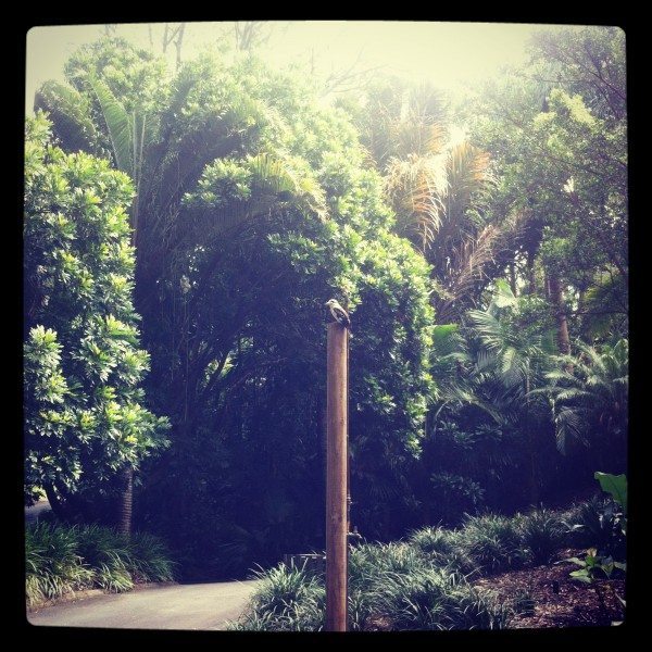 Hello Mr Kookaburra