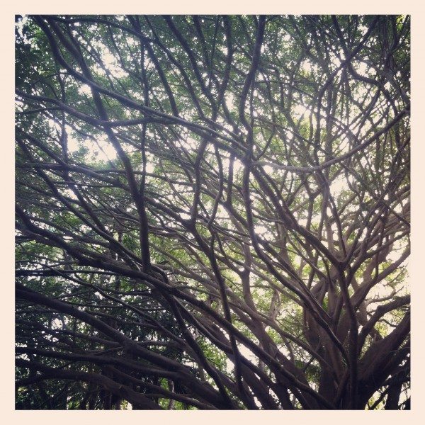 Intricate tree branches