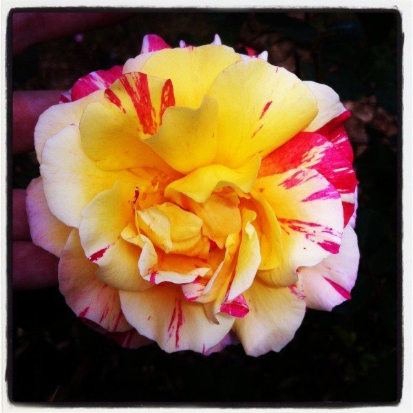 Pink and yellow rose