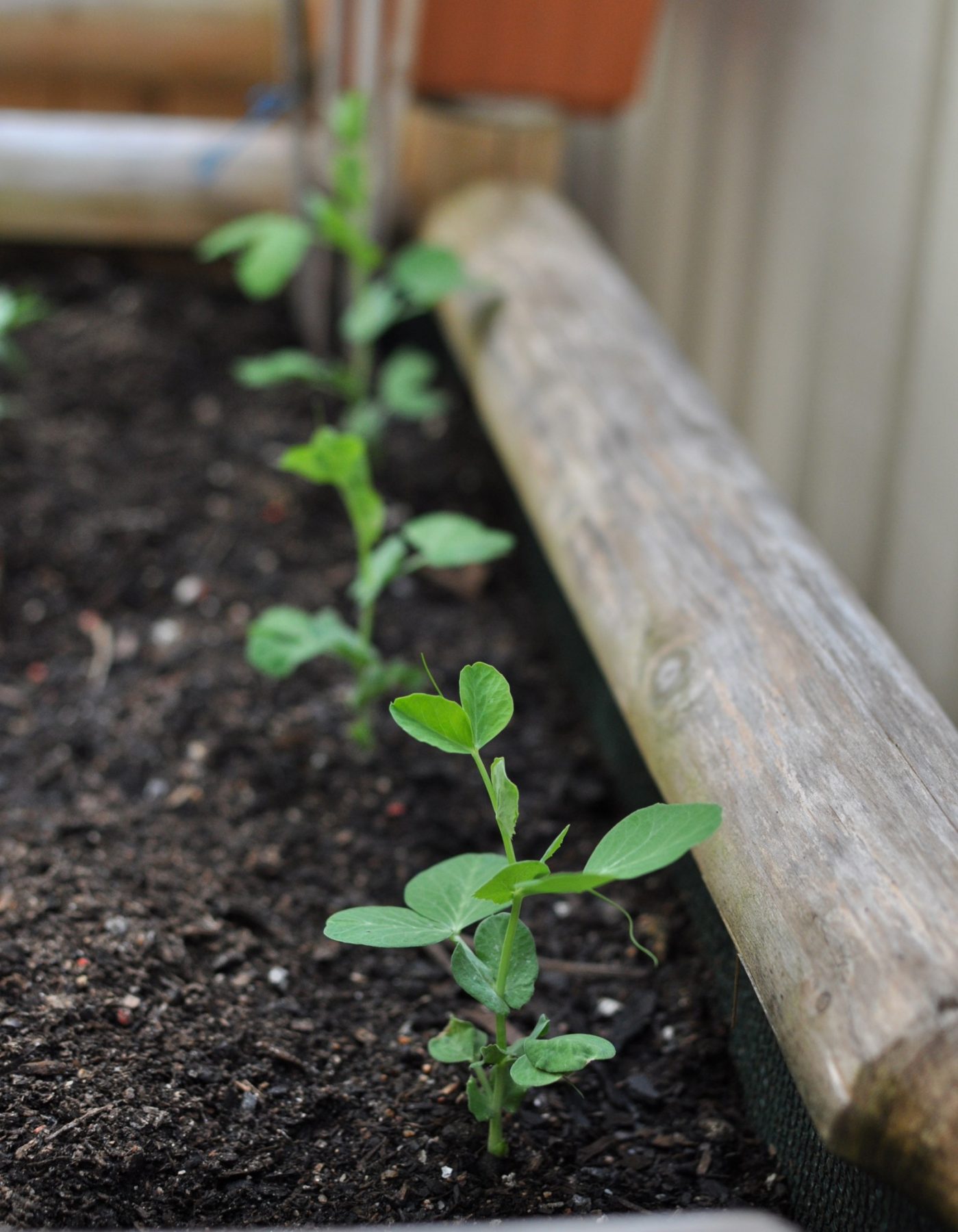 The successful snow-pea stalks