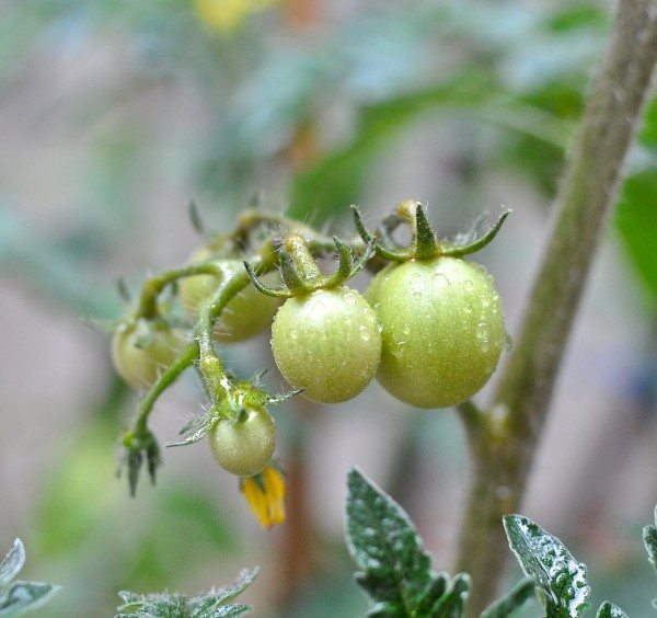 Tiny tomatoes