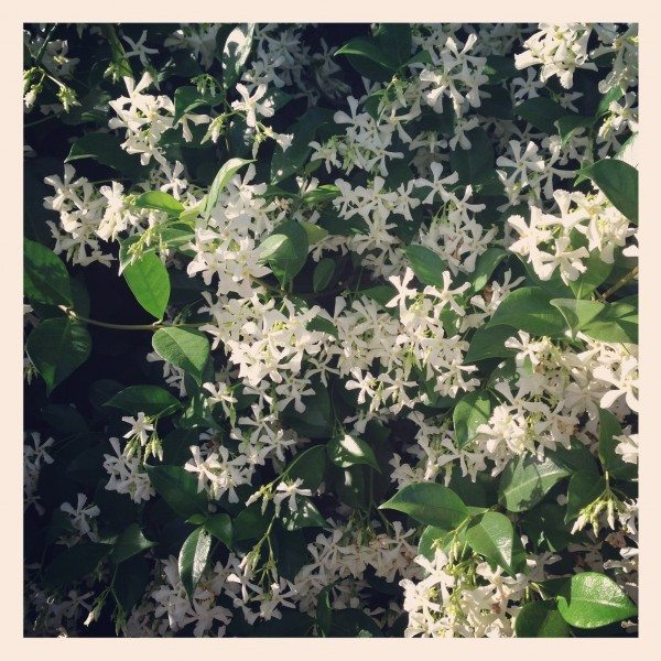 Smells so sweet!
