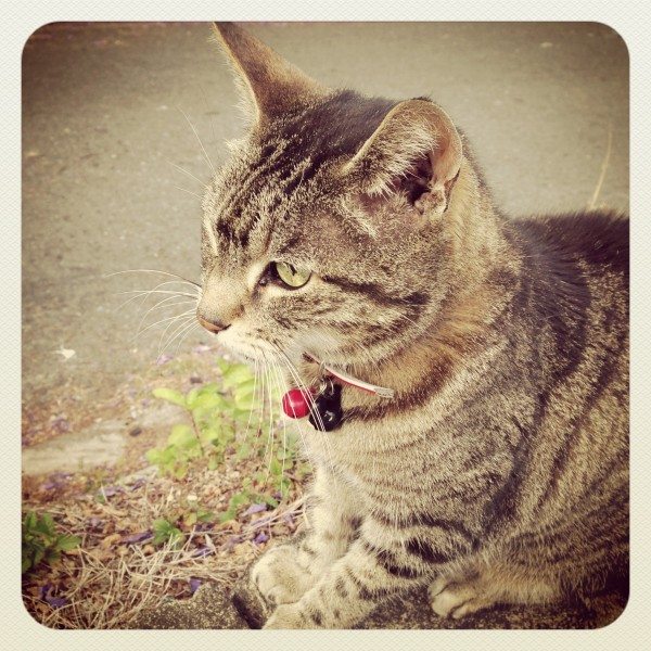 Lovely old lady Tigga. Looks pretty good for a 17 year old right?!