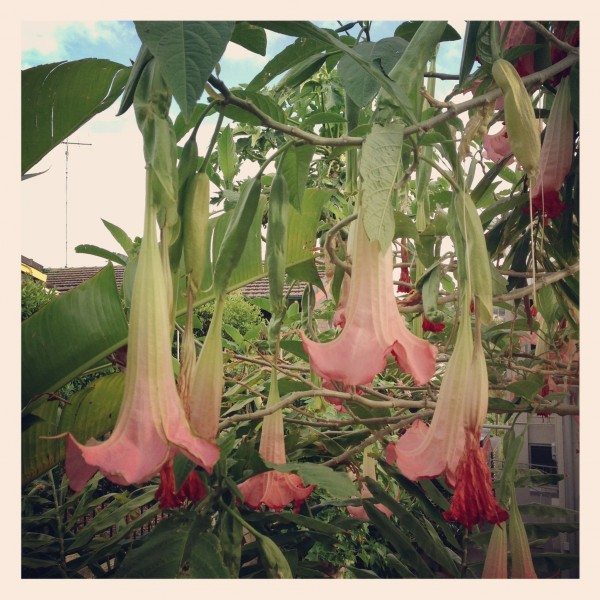 Hanging blooms