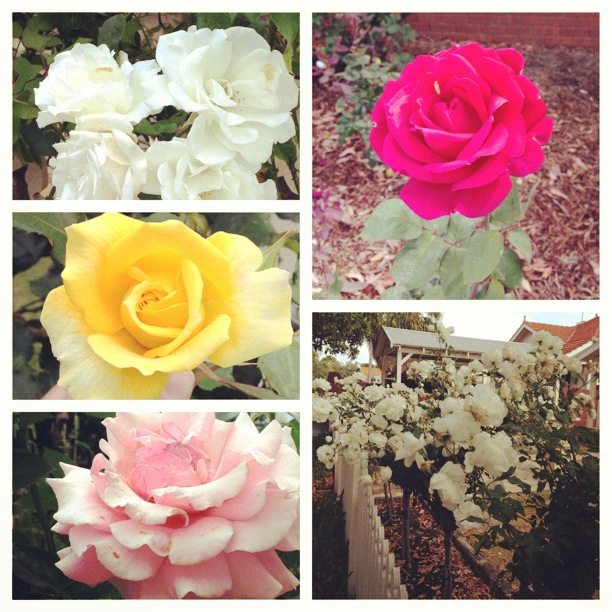 Roses roses everywhere