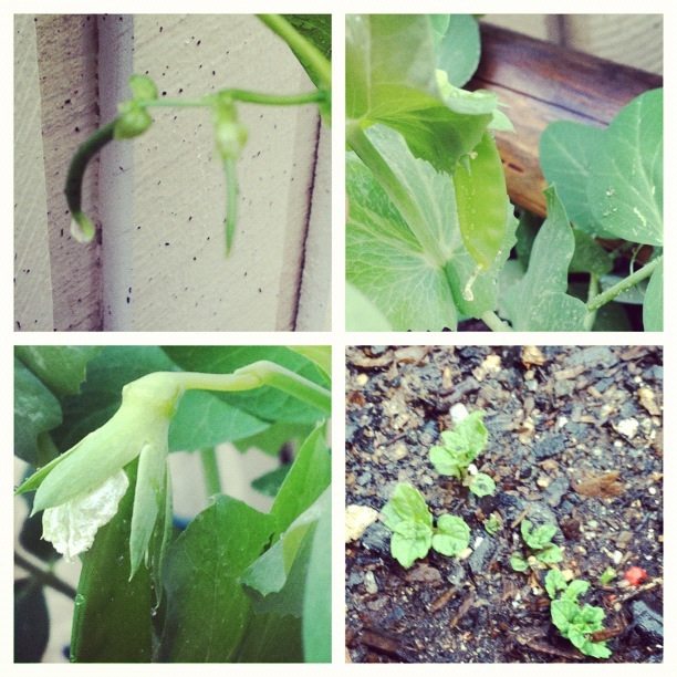 More peeks at the garden