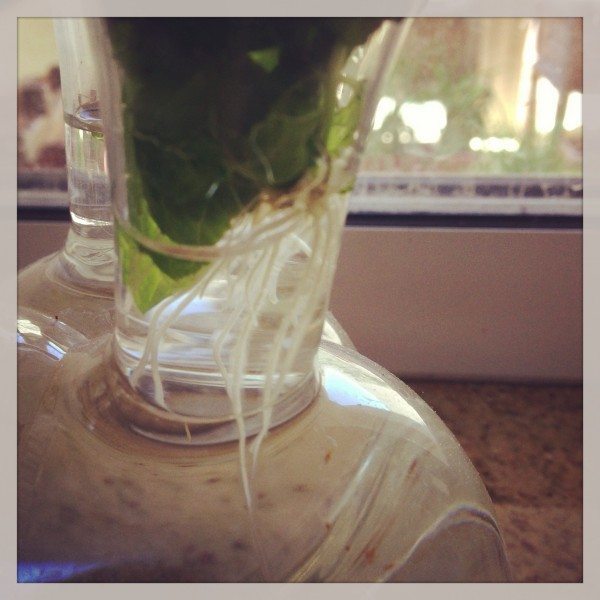 Accidentally growing mint seedlings