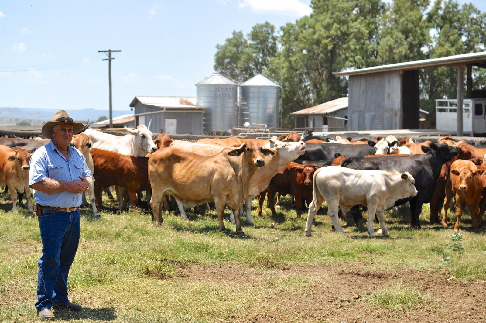 Cattle in the yard