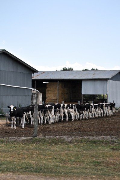 Dairy calves