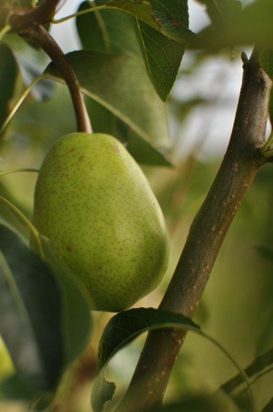 William pear