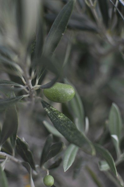 Baby olive