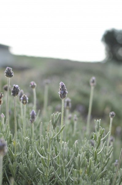 Lavendar