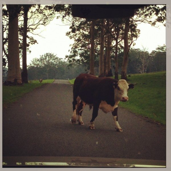 Moooove