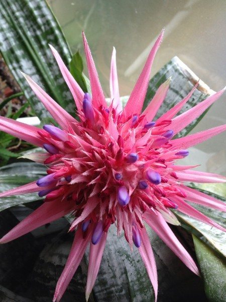 My grandma's bromeliad
