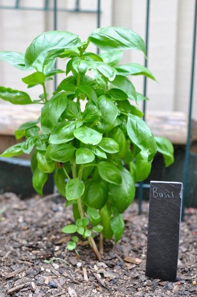Basil