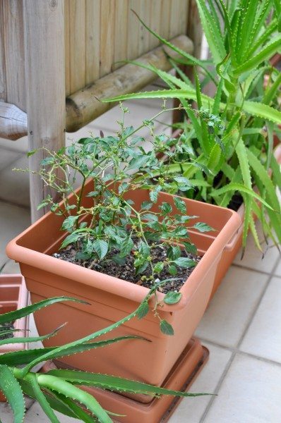 Mini chilis and a natural way to keep possums away Mini chilis and a natural way to keep possums away
