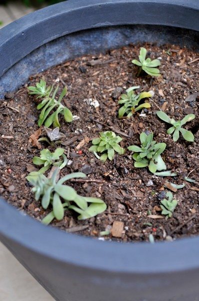 Newly planted succulents