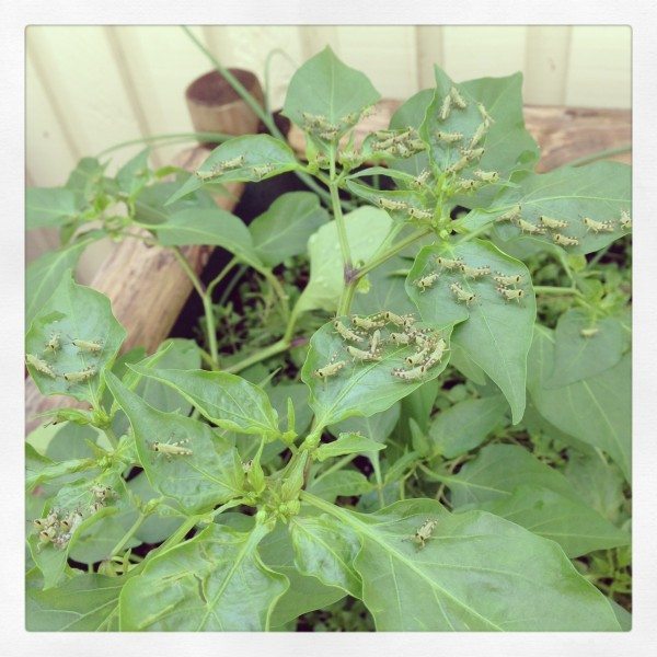 Attack of the baby grasshoppers