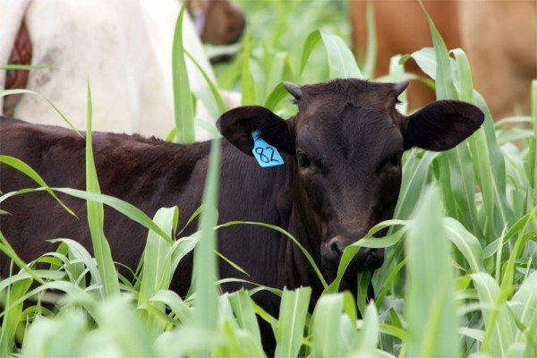 Bevan the Wagyu Cross