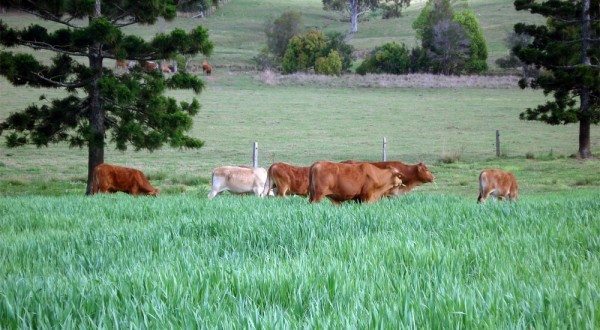 Oat finishing (not lot-feeding finishing like a lot of the industry)