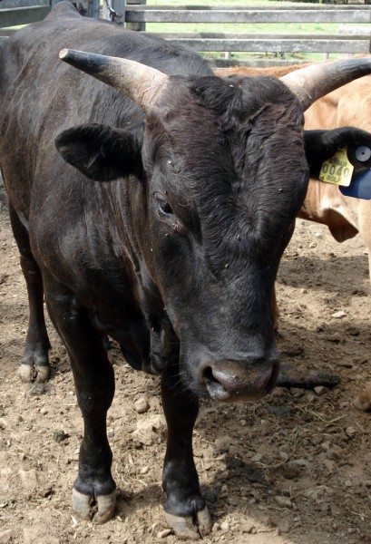 Mac the Surrey Springs Bonnie Beef Wagyu bull Mac the Surrey Springs Bonnie Beef Wagyu bull
