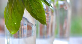 How to grow basil seedlings from cuttings