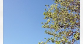 Blue skies