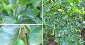 Lime tree