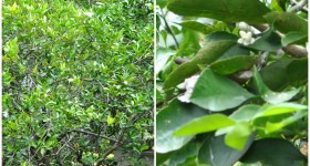 Lemon tree